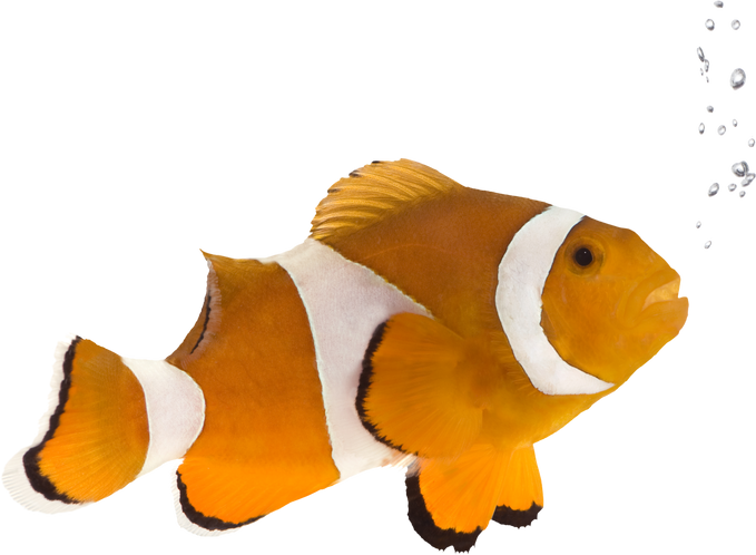 Orange Clownfish - Amphiprion Occelaris